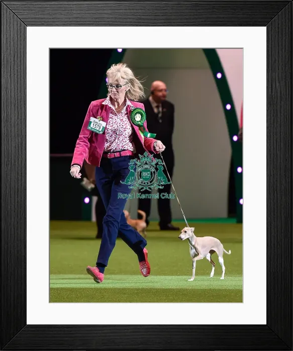 Framed Print : Crufts 2016 Best of Breed Framed Print : Crufts 2016 Best of Breed