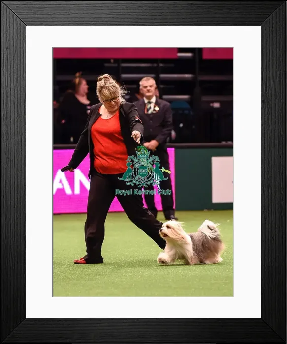 Framed Print : Crufts 2016 Best of Breed