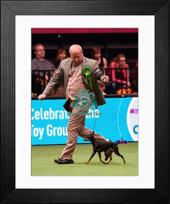 Framed Print : Crufts 2016 Best of Breed Framed Print : Crufts 2016 Best of Breed