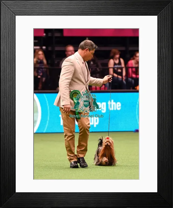 Framed Print : Crufts 2016 Best of Breed Framed Print : Crufts 2016 Best of Breed