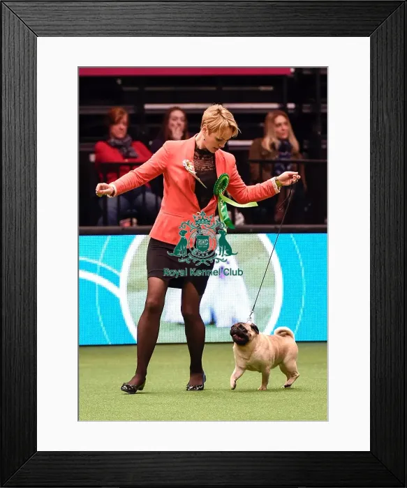 Framed Print : Crufts 2016 Best of Breed Framed Print : Crufts 2016 Best of Breed