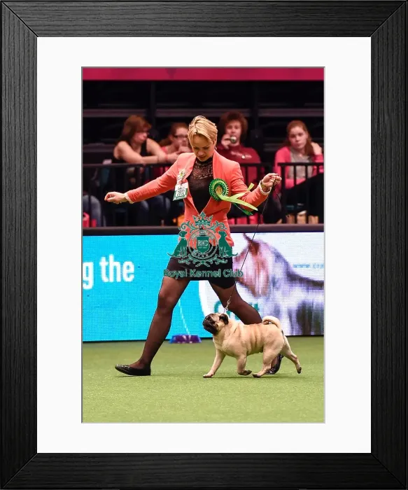 Framed Print : Crufts 2016 Best of Breed Framed Print : Crufts 2016 Best of Breed