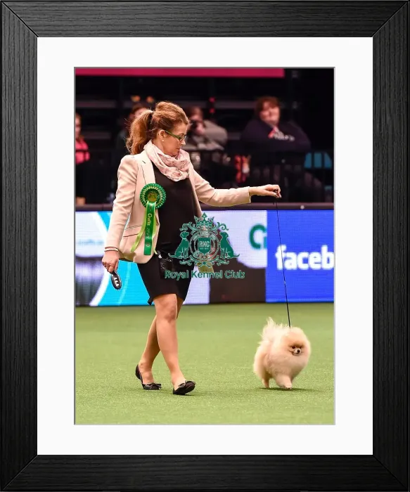 Framed Print : Crufts 2016 Best of Breed Framed Print : Crufts 2016 Best of Breed
