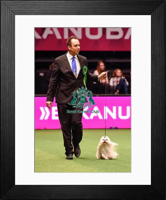 Framed Print : Crufts 2016 Best of Breed Framed Print : Crufts 2016 Best of Breed