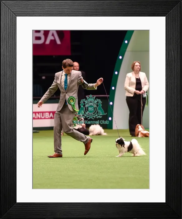 Framed Print : Crufts 2016 Best of Breed Framed Print : Crufts 2016 Best of Breed