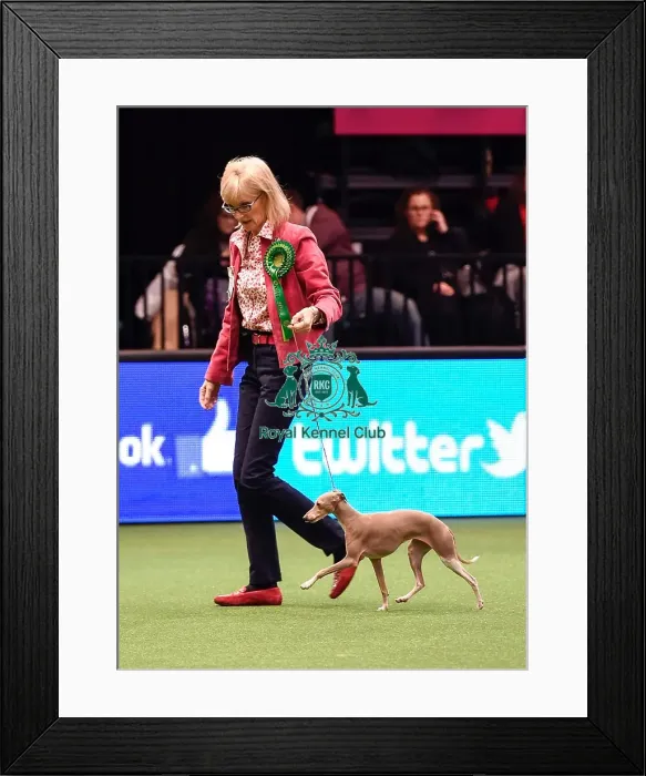 Framed Print : Crufts 2016 Best of Breed Framed Print : Crufts 2016 Best of Breed
