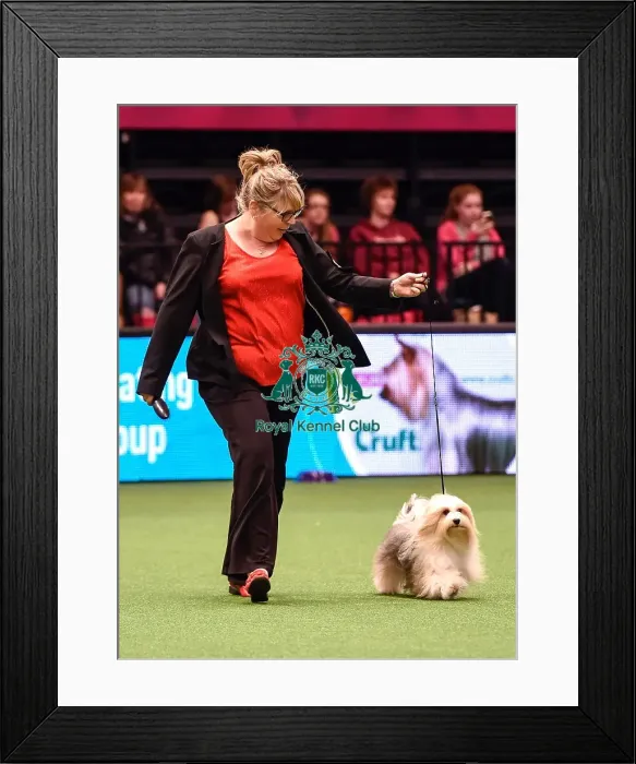 Framed Print : Crufts 2016 Best of Breed Framed Print : Crufts 2016 Best of Breed