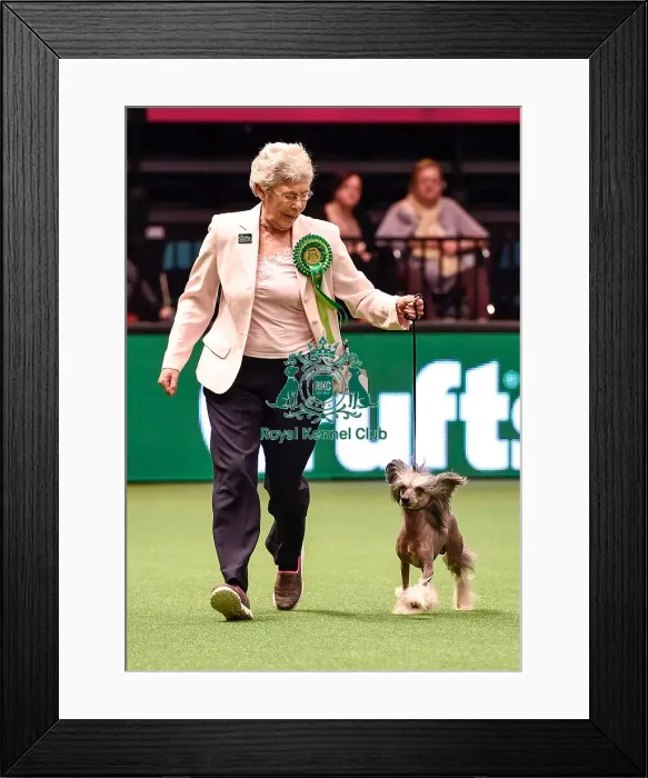 Framed Print : Crufts 2016 Best of Breed Framed Print : Crufts 2016 Best of Breed