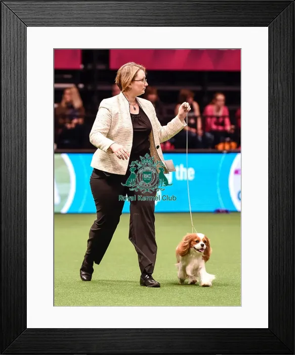 Framed Print : Crufts 2016 Best of Breed Framed Print : Crufts 2016 Best of Breed