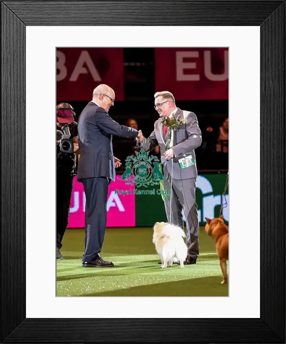 Framed Print : Crufts 2016 Best of Breed Framed Print : Crufts 2016 Best of Breed