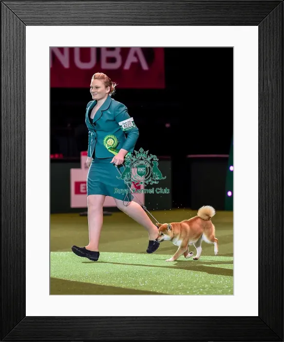 Framed Print : Crufts 2016 Best of Breed Framed Print : Crufts 2016 Best of Breed