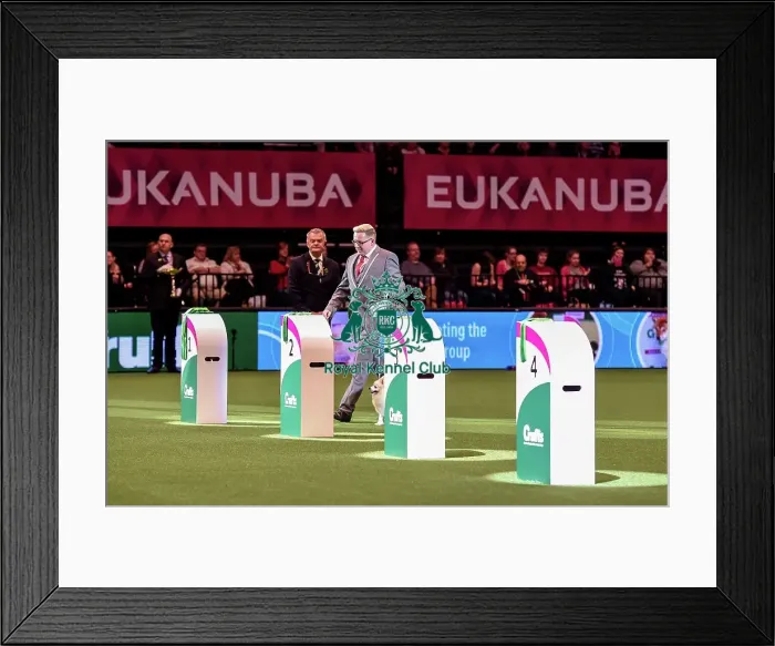 Framed Print : Crufts 2016 Best of Breed
