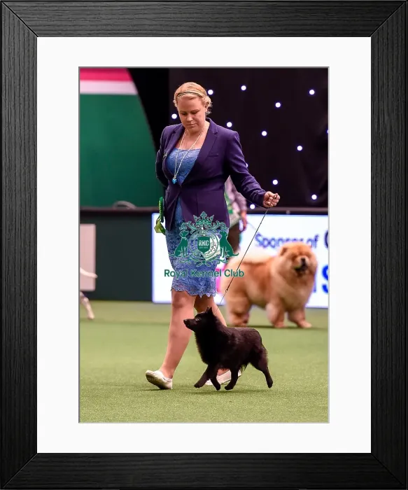 Framed Print : Crufts 2016 Best of Breed Framed Print : Crufts 2016 Best of Breed