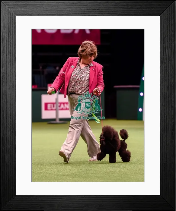 Framed Print : Crufts 2016 Best of Breed Framed Print : Crufts 2016 Best of Breed
