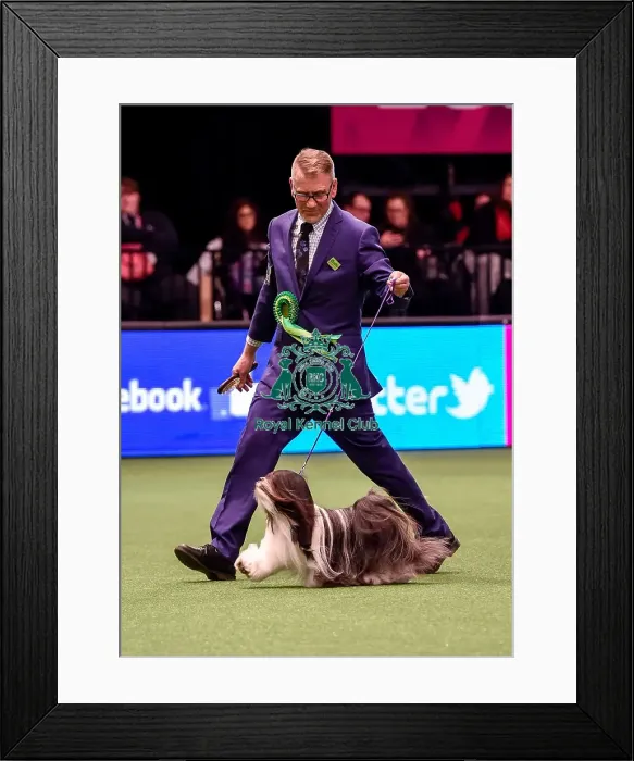Framed Print : Crufts 2016 Best of Breed Framed Print : Crufts 2016 Best of Breed