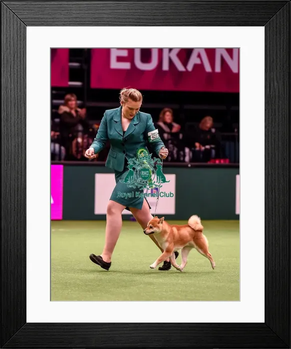 Framed Print : Crufts 2016 Best of Breed Framed Print : Crufts 2016 Best of Breed