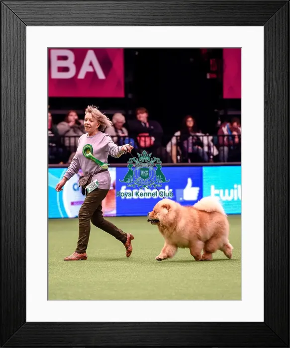 Framed Print : Crufts 2016 Best of Breed