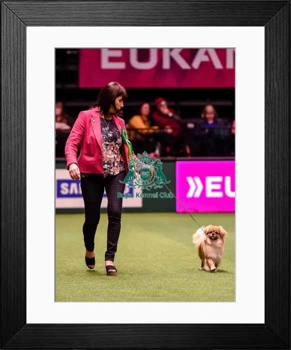 Framed Print : Crufts 2016 Best of Breed Framed Print : Crufts 2016 Best of Breed