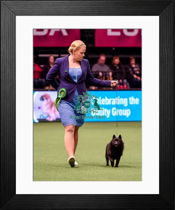 Framed Print : Crufts 2016 Best of Breed Framed Print : Crufts 2016 Best of Breed