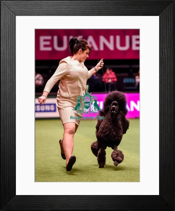 Framed Print : Crufts 2016 Best of Breed Framed Print : Crufts 2016 Best of Breed