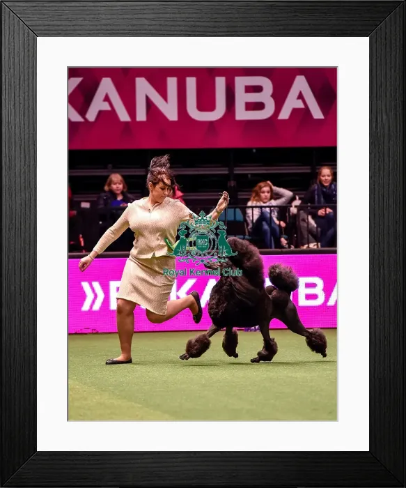 Framed Print : Crufts 2016 Best of Breed Framed Print : Crufts 2016 Best of Breed