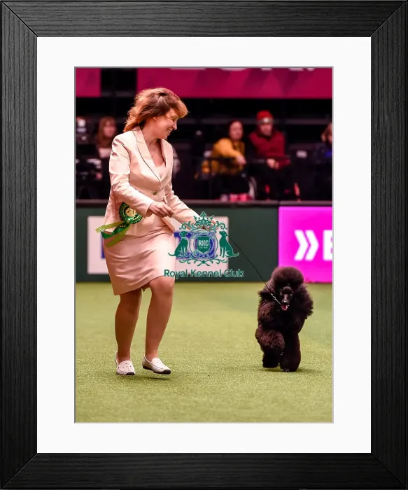 Framed Print : Crufts 2016 Best of Breed Framed Print : Crufts 2016 Best of Breed