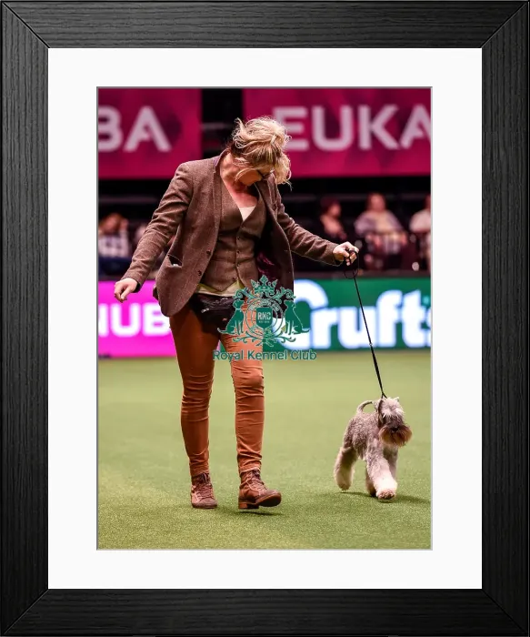 Framed Print : Crufts 2016 Best of Breed Framed Print : Crufts 2016 Best of Breed