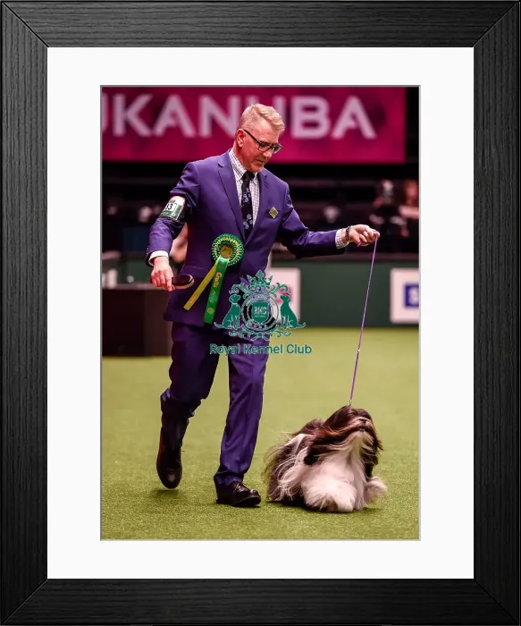 Framed Print : Crufts 2016 Best of Breed Framed Print : Crufts 2016 Best of Breed