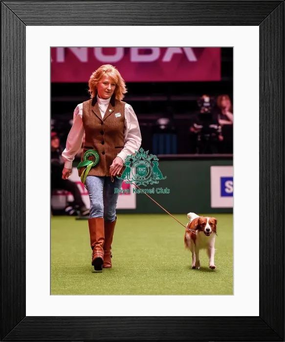 Framed Print : Crufts 2016 Best of Breed Framed Print : Crufts 2016 Best of Breed
