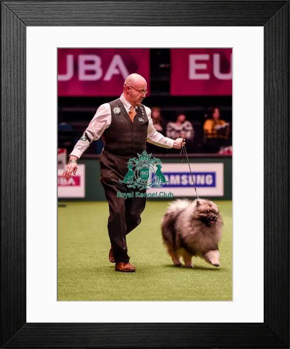 Framed Print : Crufts 2016 Best of Breed Framed Print : Crufts 2016 Best of Breed