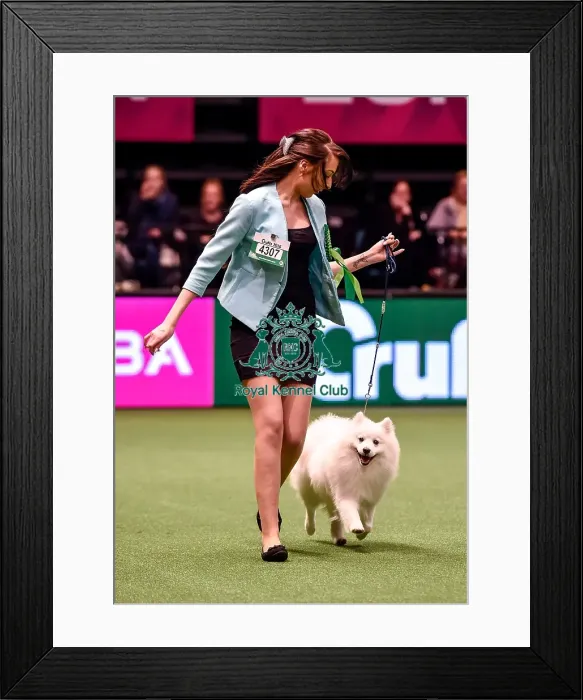 Framed Print : Crufts 2016 Best of Breed Framed Print : Crufts 2016 Best of Breed