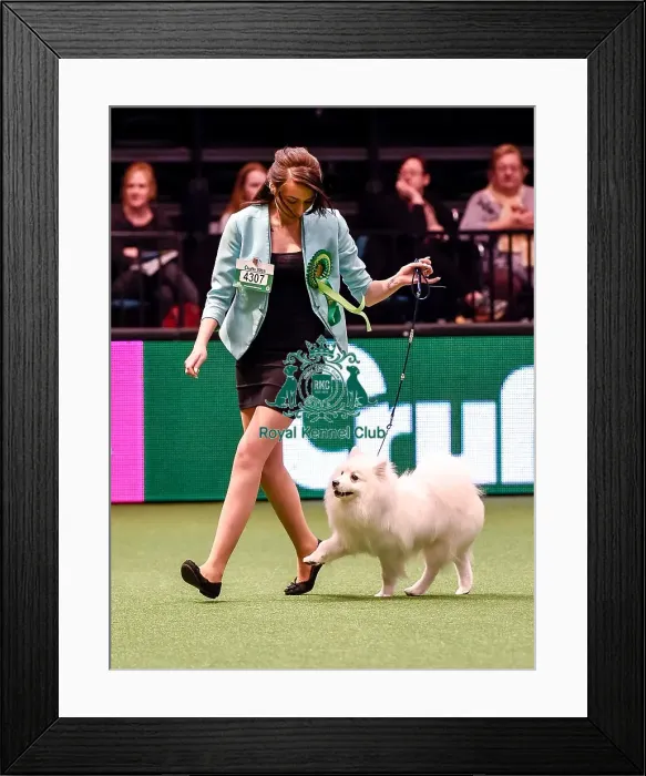 Framed Print : Crufts 2016 Best of Breed Framed Print : Crufts 2016 Best of Breed