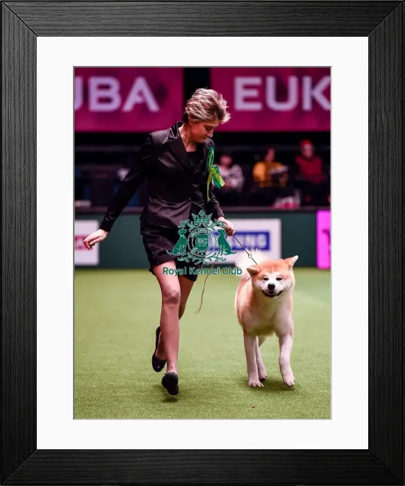 Framed Print : Crufts 2016 Best of Breed Framed Print : Crufts 2016 Best of Breed