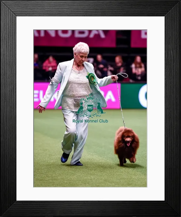 Framed Print : Crufts 2016 Best of Breed Framed Print : Crufts 2016 Best of Breed