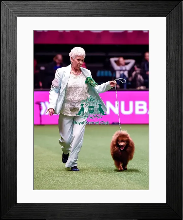 Framed Print : Crufts 2016 Best of Breed Framed Print : Crufts 2016 Best of Breed