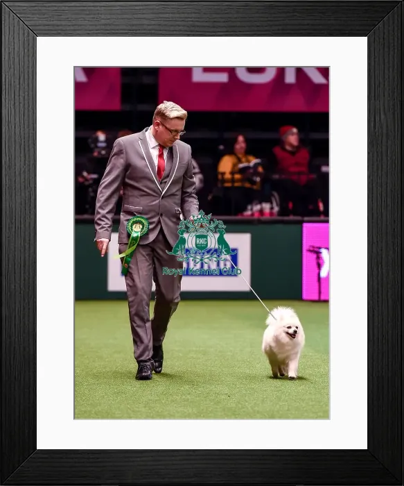 Framed Print : Crufts 2016 Best of Breed Framed Print : Crufts 2016 Best of Breed