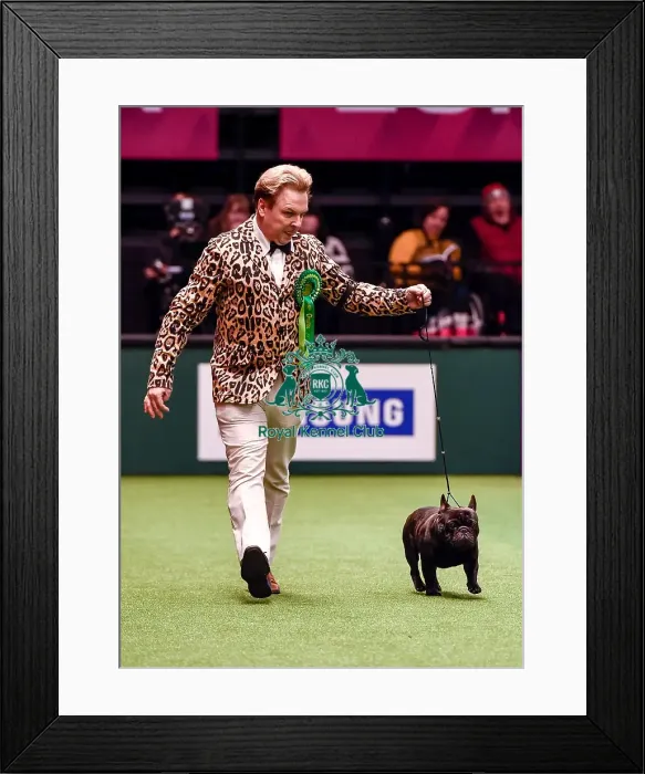 Framed Print : Crufts 2016 Best of Breed Framed Print : Crufts 2016 Best of Breed