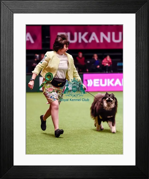 Framed Print : Crufts 2016 Best of Breed Framed Print : Crufts 2016 Best of Breed