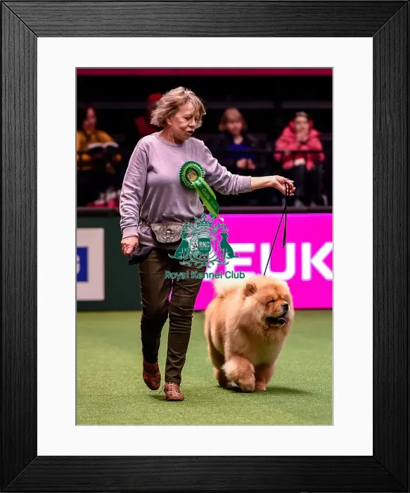 Framed Print : Crufts 2016 Best of Breed Framed Print : Crufts 2016 Best of Breed