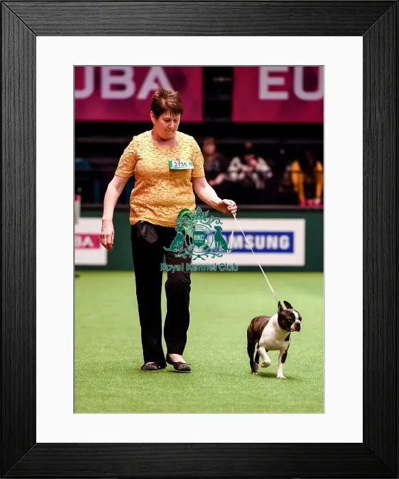 Framed Print : Crufts 2016 Best of Breed