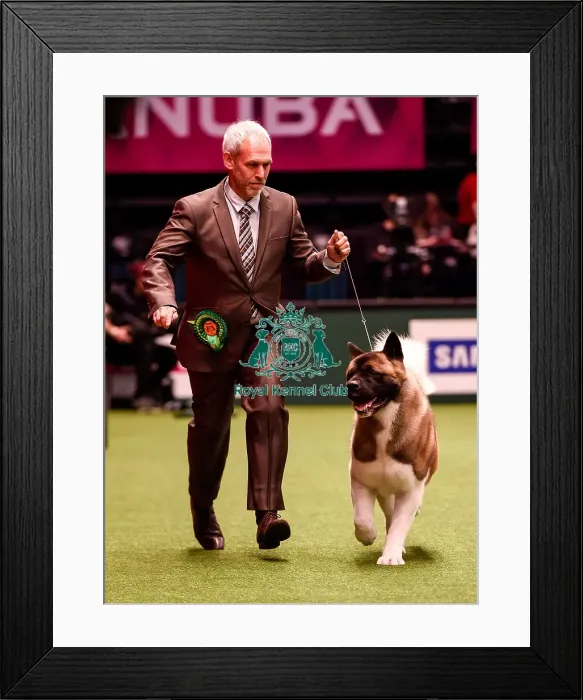 Framed Print : Crufts 2016 Best of Breed Framed Print : Crufts 2016 Best of Breed