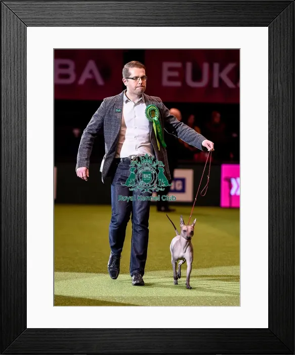 Framed Print : Crufts 2016 Best of Breed