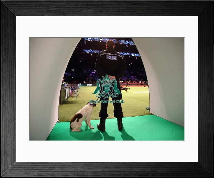 Framed Print : Crufts 2016 Framed Print : Crufts 2016