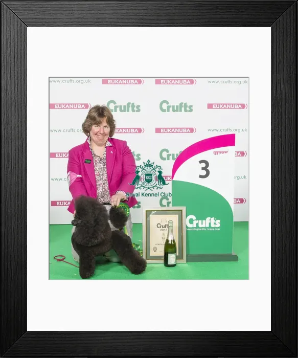 Framed Print : Crufts 2016 Best of Breed Framed Print : Crufts 2016 Best of Breed