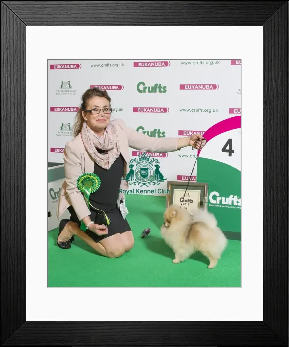 Framed Print : Crufts 2016 Best of Breed Framed Print : Crufts 2016 Best of Breed