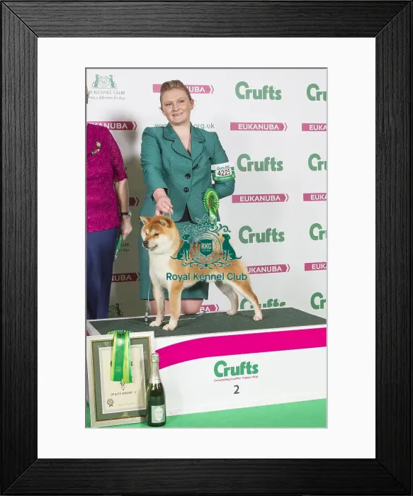 Framed Print : Crufts 2016 Best of Breed Framed Print : Crufts 2016 Best of Breed