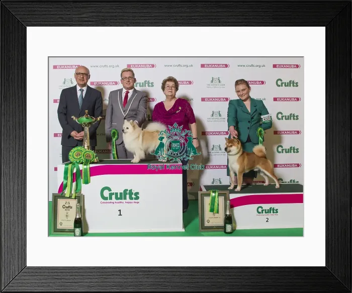 Framed Print : Crufts 2016 Best of Breed Framed Print : Crufts 2016 Best of Breed