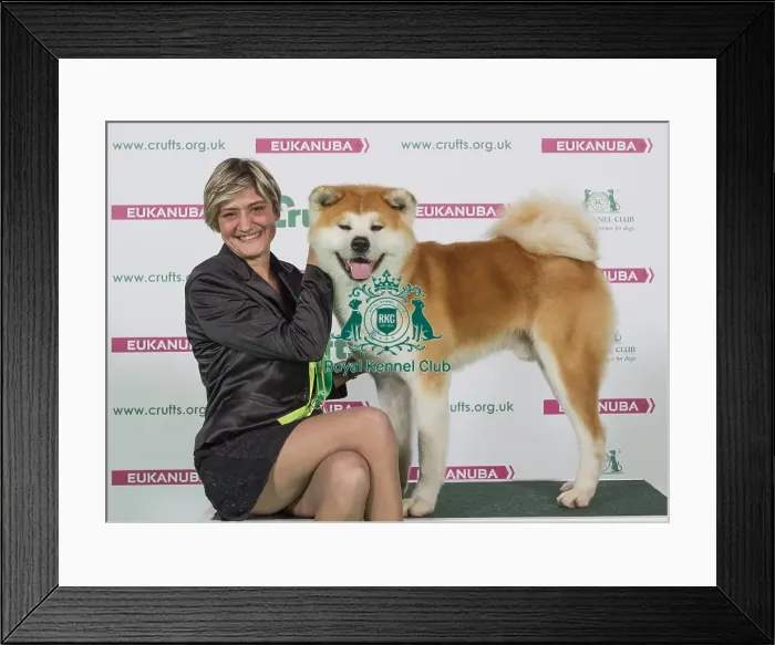 Framed Print : Crufts 2016 Best of Breed Framed Print : Crufts 2016 Best of Breed