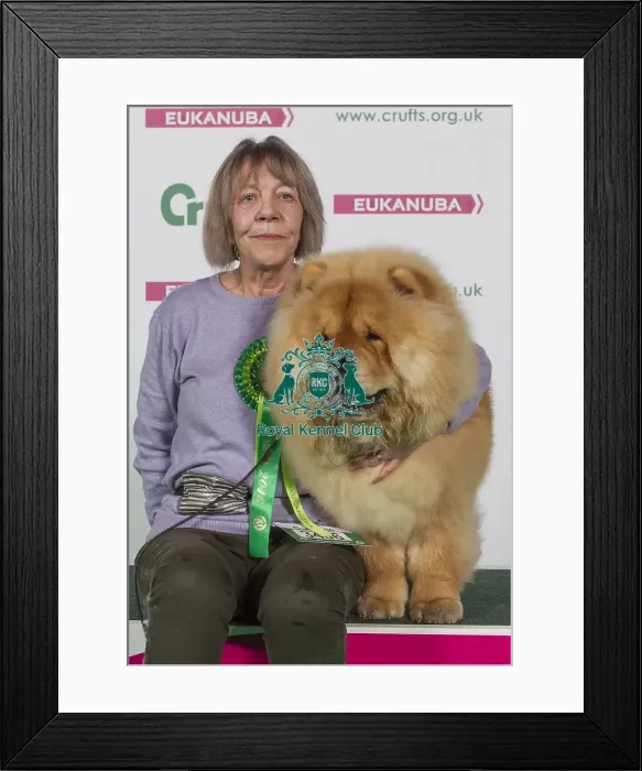 Framed Print : Crufts 2016 Best of Breed Framed Print : Crufts 2016 Best of Breed