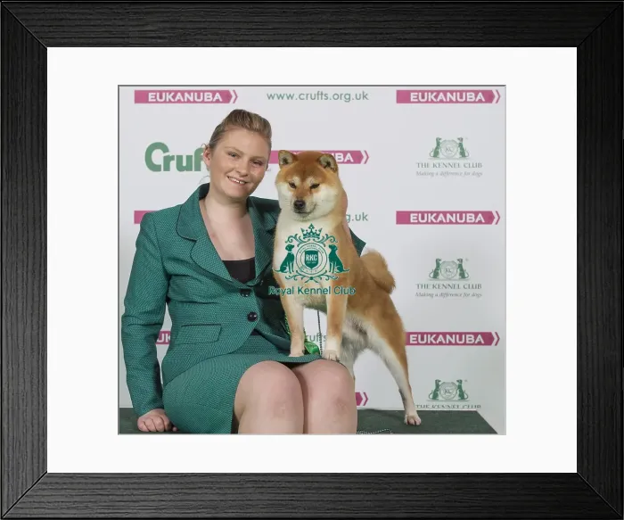 Framed Print : Crufts 2016 Best of Breed Framed Print : Crufts 2016 Best of Breed